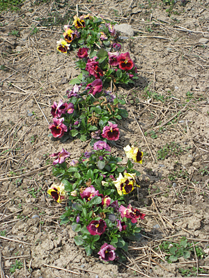 pansy mulched